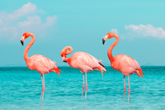 Drei Flamingos stehen in t&uuml;rkisblauen Wasser
